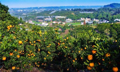 青神县：“四变促三效”通渠保灌惠民生