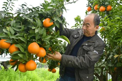 丹棱县：一生钟情一棵树 造福一方续写“柑橘传奇”