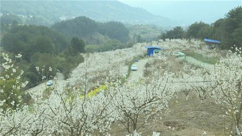 邻水县：樱桃花开春意浓  美丽春色入画来