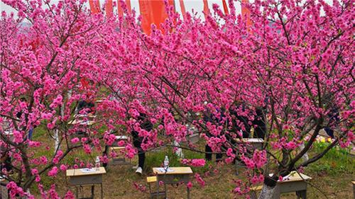 岳池县：百名诗人共咏盛世桃花情