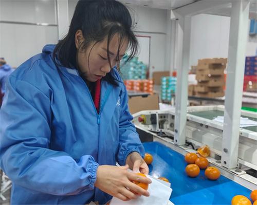 青神县：柑橘外贸订单忙，生产商全力以赴保供应