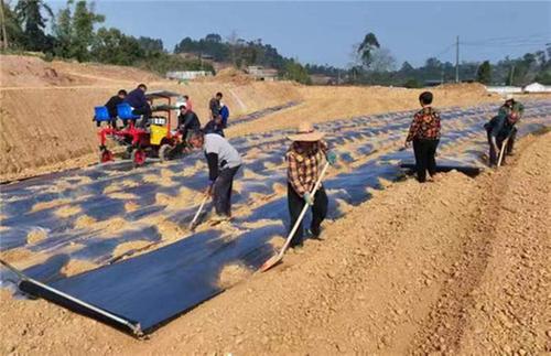 仁寿县：机械化“加持” 奏出乡村振兴“椒”响曲