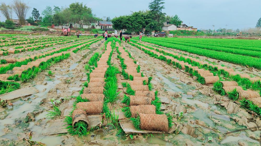 青神县：机械插秧忙  农田披绿装