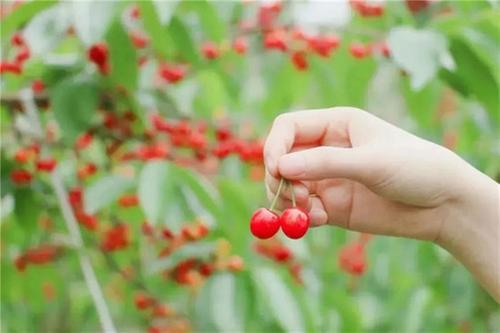 摘桑葚 吃樱桃 游世园 玩简阳 最美人间四月天