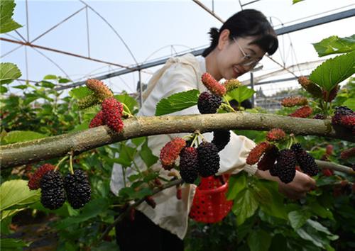 东兴区：桑葚成熟乐游人