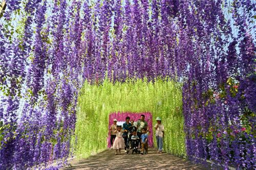 东兴区：玫瑰花开迎客来