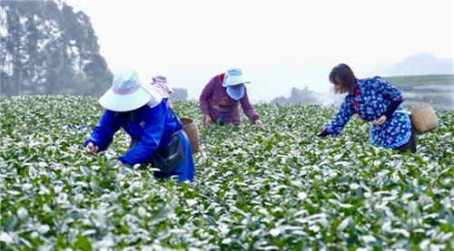 青神县：“专车”接送采茶工  抢摘春茶助增收