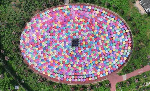 东兴区：玫瑰花海醉游人