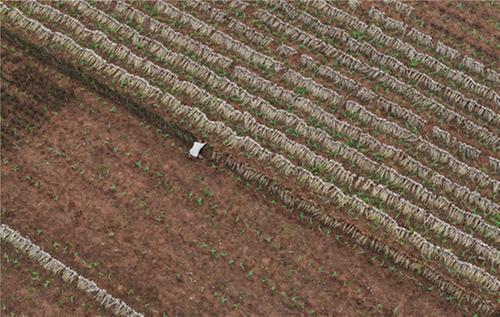 东兴区：紫皮大蒜喜获丰收