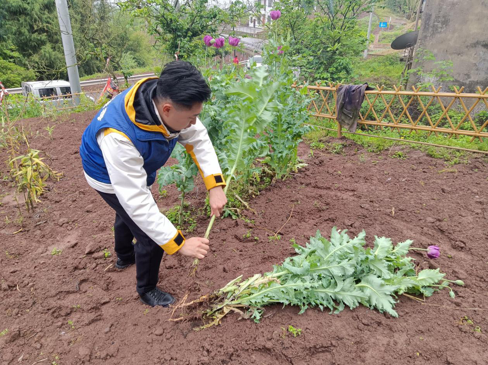 兴隆镇：“勤踏查”让“罪恶之花”无处绽放