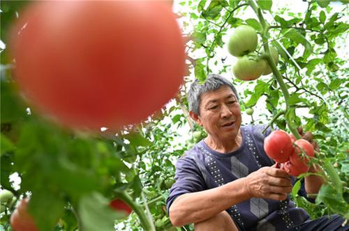 东兴区：精品蔬菜助力乡村振兴