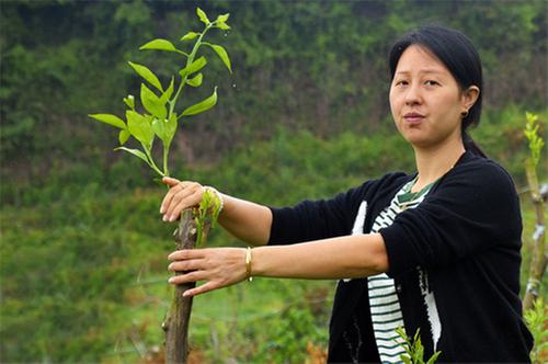 丹棱县创富能人兰敏种植水果效益好