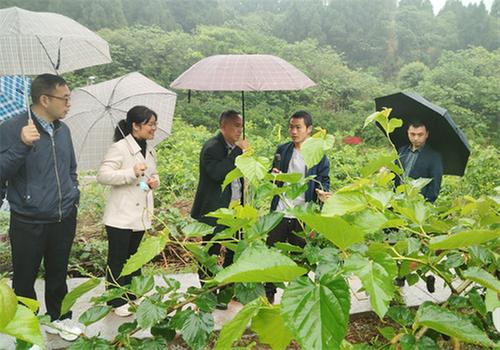 东兴区：蚕桑产业铺就乡村致富路