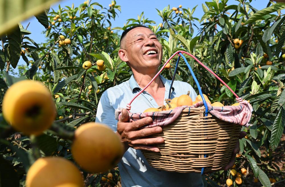 内江市东兴区：生态枇杷不愁销