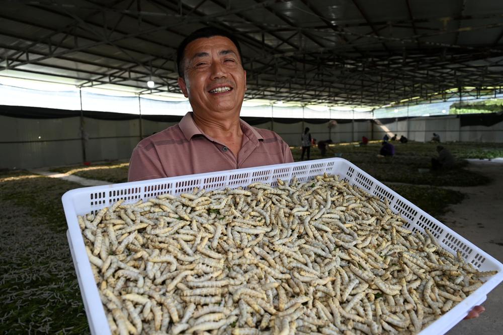 东兴区：僵蚕养殖促增收