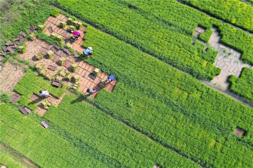 内江：立夏农忙