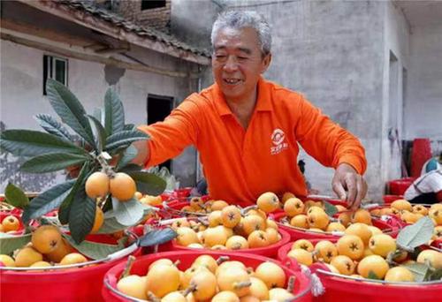 仁寿县：枇杷丰收 “线下+线上”销售忙