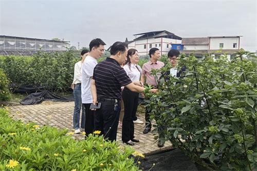 广安青花椒融合大健康产业 共绘科技赋能与产业升级新图景