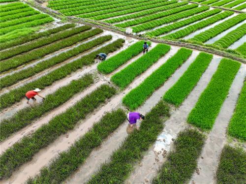 代市镇：移栽彩色水稻 打造稻田文化