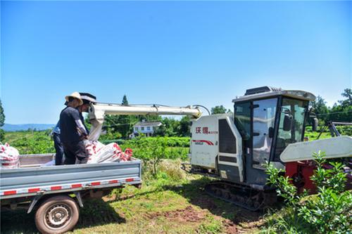 洪雅县：时隔29年 恢复小麦种植后迎来首次收获