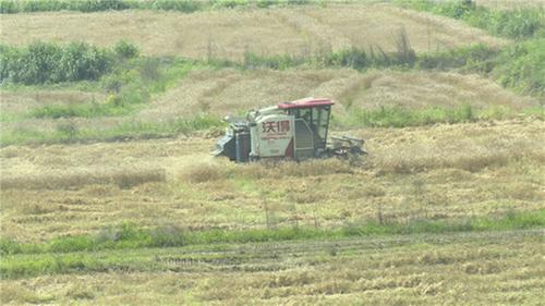 邻水县：“稻麦轮作”促丰收  种粮大户底气足