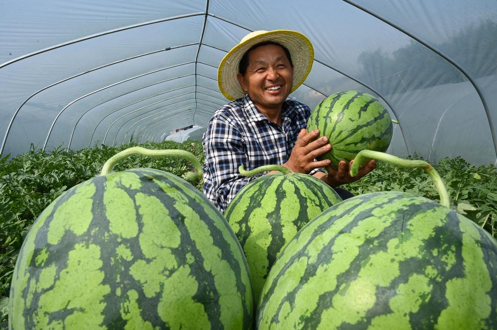 东兴区：大棚西瓜好“丰”景