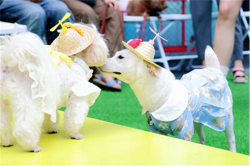 萌宠云集  五月的玉林东路可爱值“爆表”