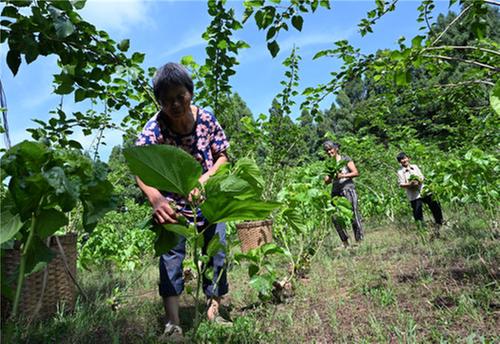 东兴区：科学养蚕助增收
