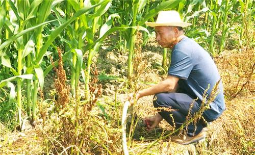 洪雅县：“一根管网”连接种养 绿色循环效益好