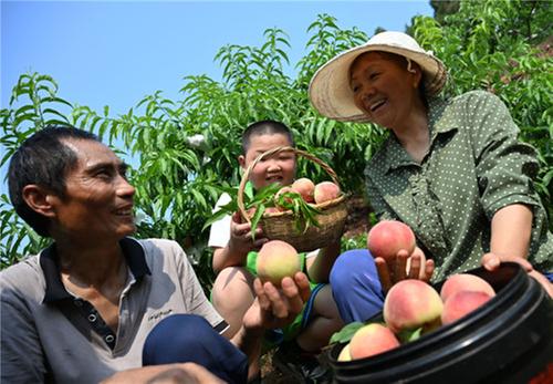 东兴区：“甜味经济”助力乡村振兴