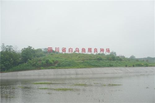 内江市市中区：白乌鱼产业蓬勃发展 “鱼”文章助力乡村振兴