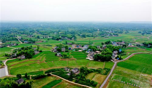 广安区：水稻泛青田园美