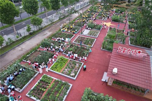 东兴区：校园农场 快乐丰收