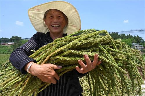 内江市东兴区：发展特色产业 壮大集体经济