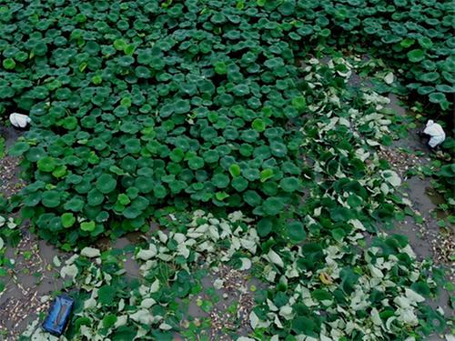 东坡区早熟莲藕迎来采收 农户抢抓农时供应市场