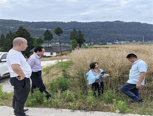 恩阳区：“三区”人才助力  农业产业增收