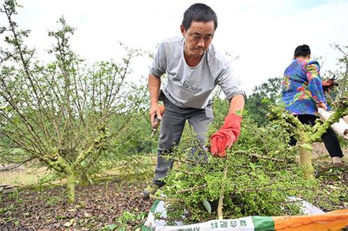 东兴区：唱响致富“椒”响曲