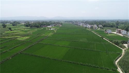 邻水县：种植大户踊跃参保 粮食保险护航丰收季