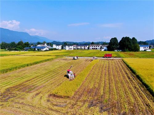 在希望的田野上