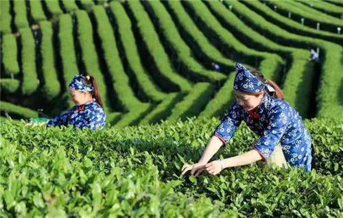 南江县：小产业大能量 强村富民正当时