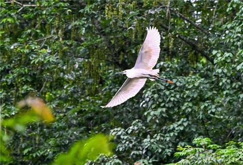 仁寿县：绿水青山家园美 白鹭翩翩入画来