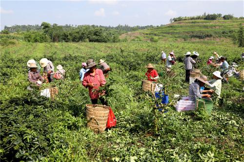 恒升镇：花椒产业助增收