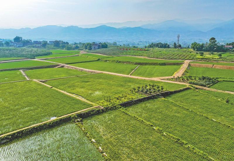 秧苗返青 绿满大地