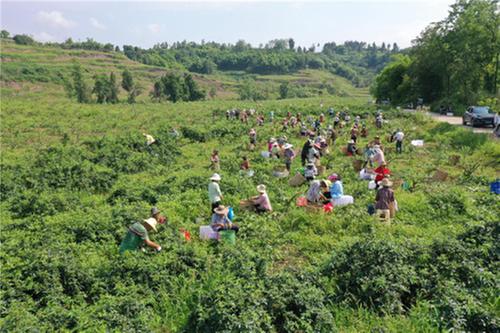 恒升镇代龙村：青花椒为乡村振兴增“香”添“味”