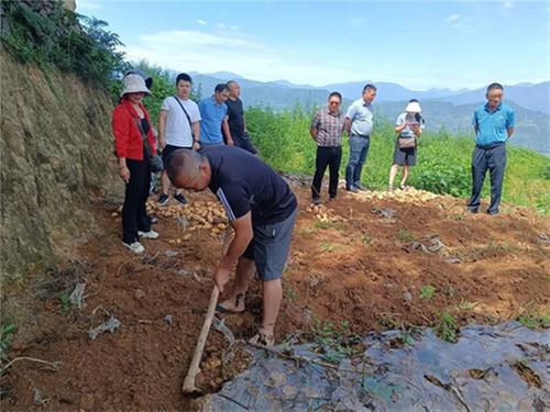 亩产4180.9公斤！来看峨边丰收“薯”光