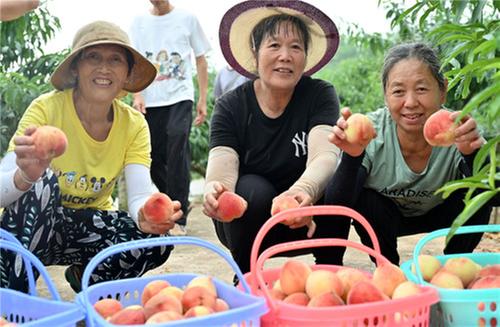 内江东兴区：“桃”你喜欢 为“李”而来