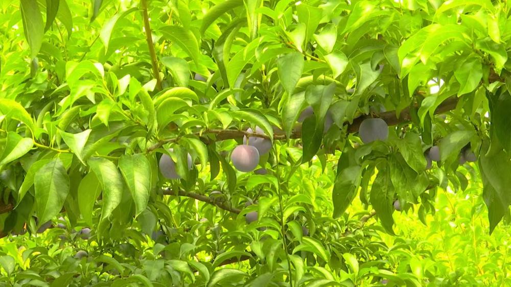 洪雅县：“五月脆”喜获丰收 集体经济结硕果