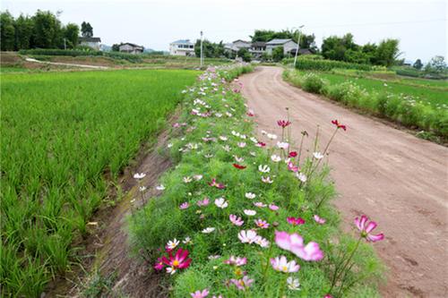 广安区恒升镇：以花治草美环境 扮靓乡村增颜值