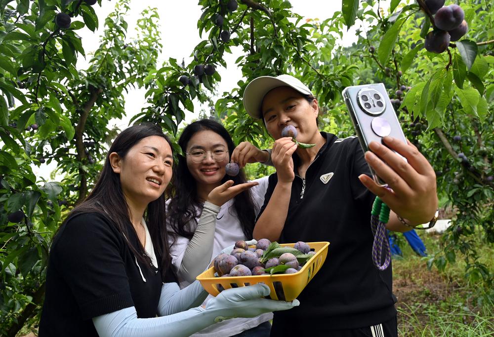 内江东兴区：生态李子搭上“电商快车”