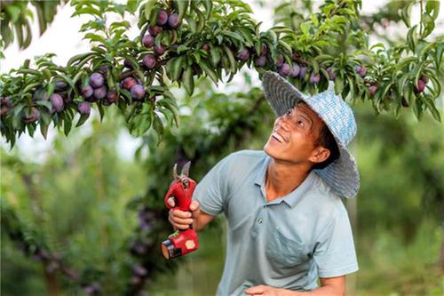 彭家乡李子熟了